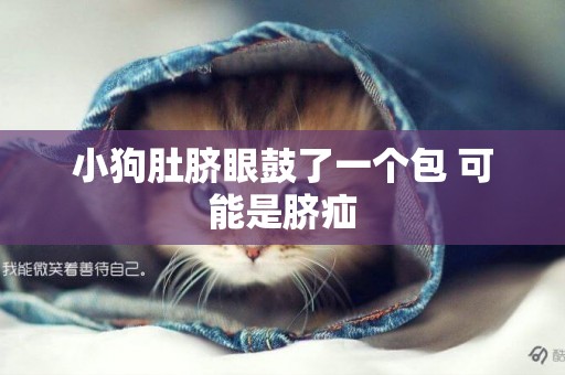 小狗肚臍眼鼓了一個包 可能是臍疝