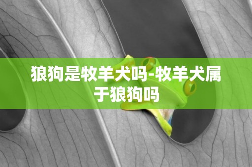 狼狗是牧羊犬嗎-牧羊犬屬于狼狗嗎