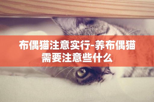布偶貓注意實行-養布偶貓需要注意些什么
