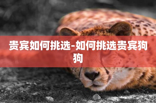貴賓如何挑選-如何挑選貴賓狗狗