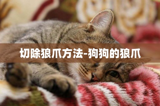 切除狼爪方法-狗狗的狼爪