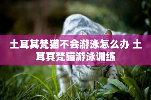 土耳其梵貓不會游泳怎么辦 土耳其梵貓游泳訓練