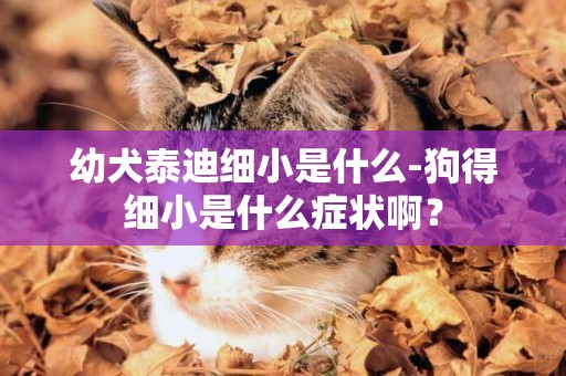 幼犬泰迪細小是什么-狗得細小是什么癥狀啊？