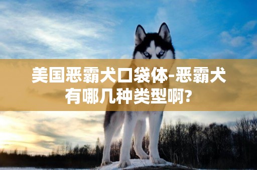 美國惡霸犬口袋體-惡霸犬有哪幾種類型啊?