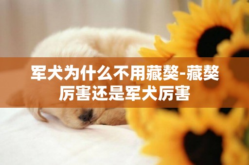 軍犬為什么不用藏獒-藏獒厲害還是軍犬厲害