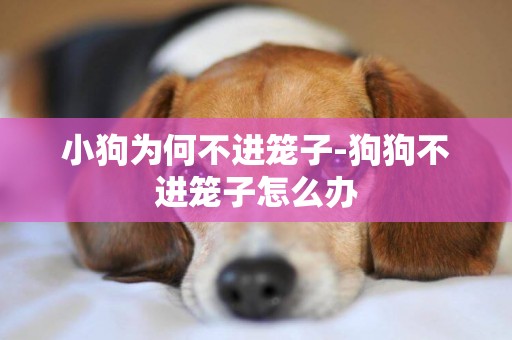 小狗為何不進籠子-狗狗不進籠子怎么辦