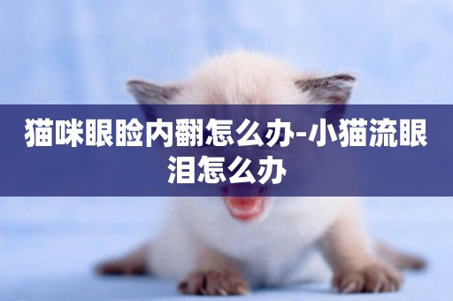 貓咪眼瞼內翻怎么辦-小貓流眼淚怎么辦