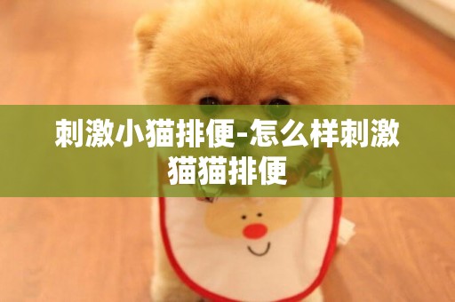 刺激小貓排便-怎么樣刺激貓貓排便