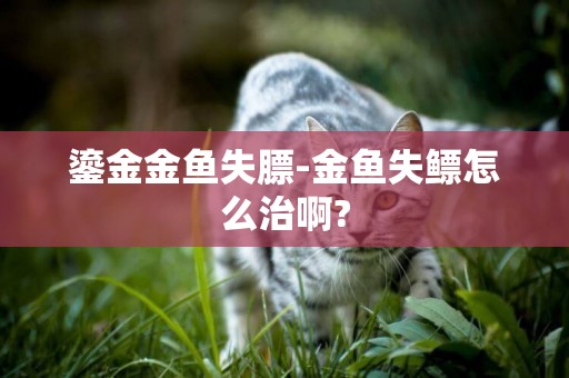 鎏金金魚失膘-金魚失鰾怎么治啊?