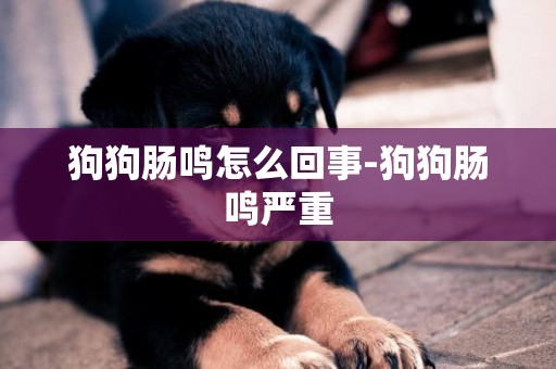 狗狗腸鳴怎么回事-狗狗腸鳴嚴重