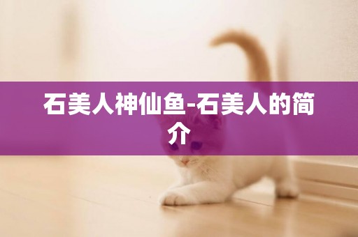 石美人神仙魚-石美人的簡介