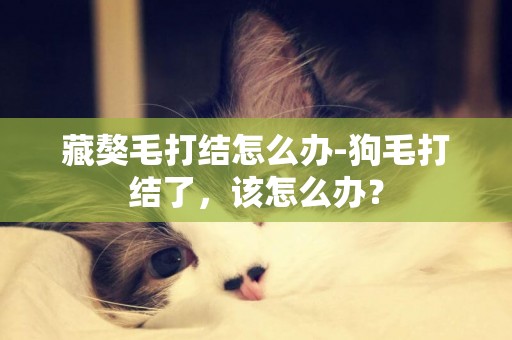 藏獒毛打結怎么辦-狗毛打結了，該怎么辦？