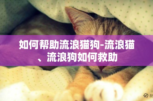 如何幫助流浪貓狗-流浪貓、流浪狗如何救助