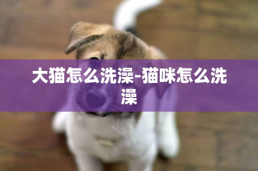 大貓怎么洗澡-貓咪怎么洗澡