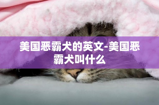 美國惡霸犬的英文-美國惡霸犬叫什么