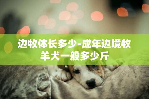 邊牧體長多少-成年邊境牧羊犬一般多少斤