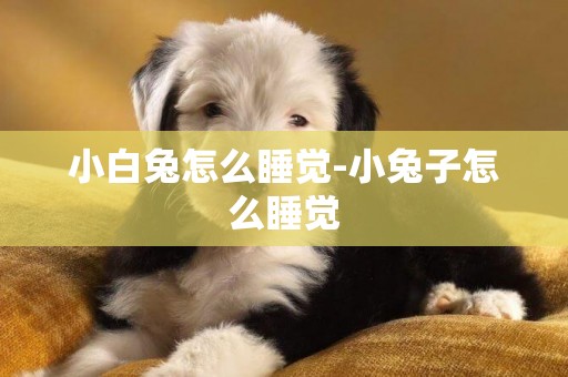 小白兔怎么睡覺-小兔子怎么睡覺