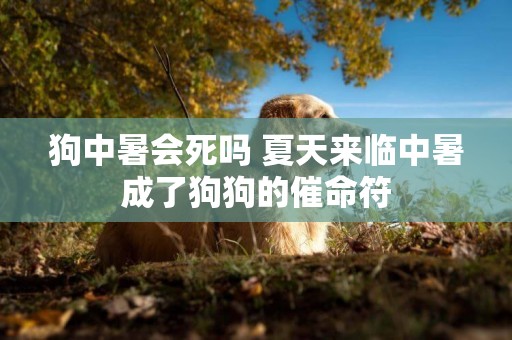 狗中暑會死嗎 夏天來臨中暑成了狗狗的催命符