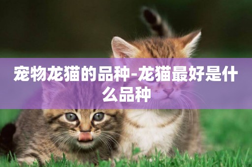 寵物龍貓的品種-龍貓最好是什么品種