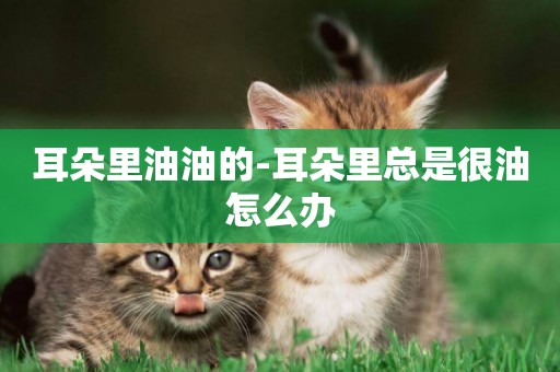 耳朵里油油的-耳朵里總是很油怎么辦