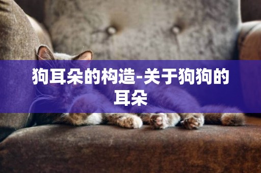 狗耳朵的構造-關于狗狗的耳朵