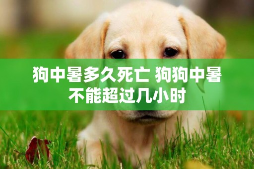狗中暑多久死亡 狗狗中暑不能超過幾小時