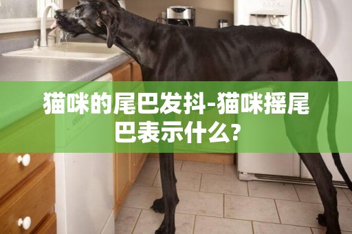 貓咪的尾巴發抖-貓咪搖尾巴表示什么?