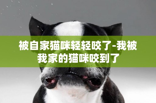 被自家貓咪輕輕咬了-我被我家的貓咪咬到了