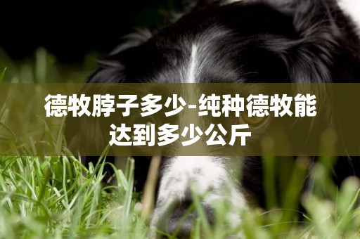 德牧脖子多少-純種德牧能達到多少公斤