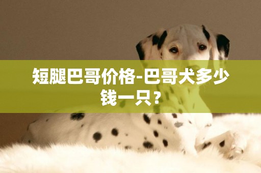 短腿巴哥價格-巴哥犬多少錢一只？