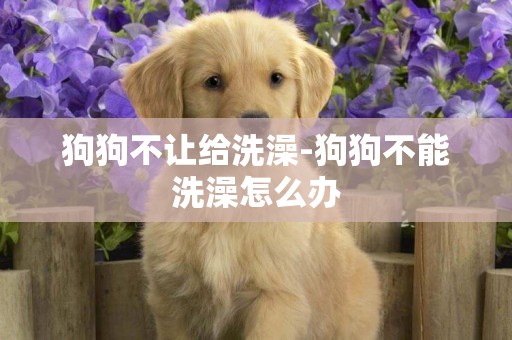 狗狗不讓給洗澡-狗狗不能洗澡怎么辦