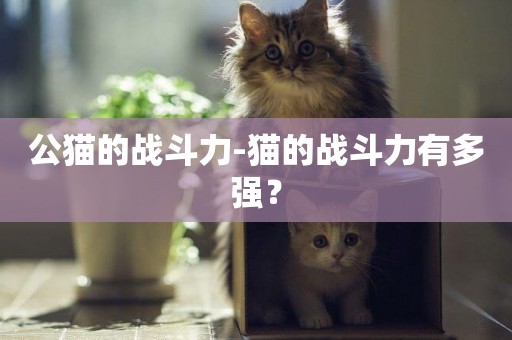 公貓的戰斗力-貓的戰斗力有多強？