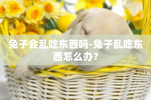 兔子會亂吃東西嗎-兔子亂吃東西怎么辦？