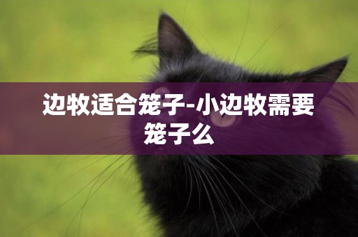 邊牧適合籠子-小邊牧需要籠子么