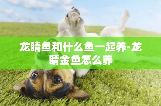 龍睛魚和什么魚一起養-龍睛金魚怎么養