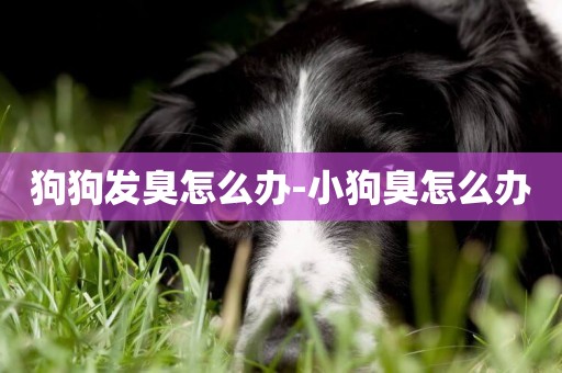 狗狗發臭怎么辦-小狗臭怎么辦