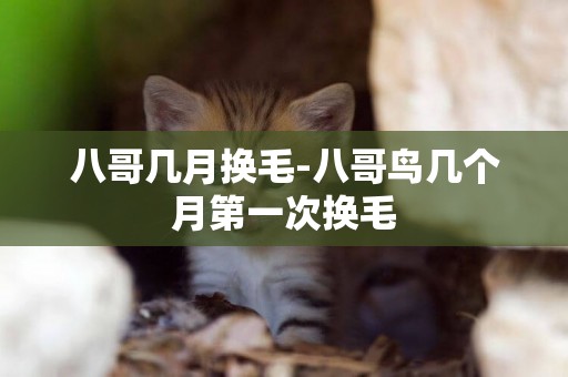 八哥幾月換毛-八哥鳥幾個月第一次換毛