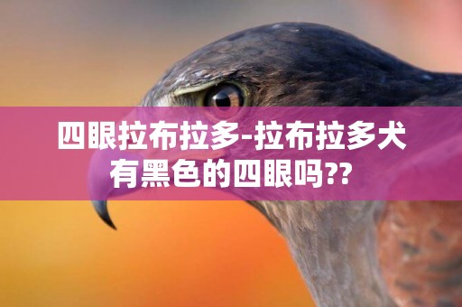四眼拉布拉多-拉布拉多犬有黑色的四眼嗎??