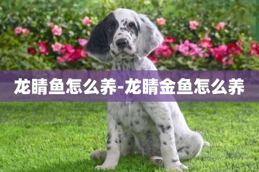 龍睛魚怎么養-龍睛金魚怎么養