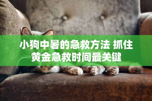 小狗中暑的急救方法 抓住黃金急救時間最關鍵