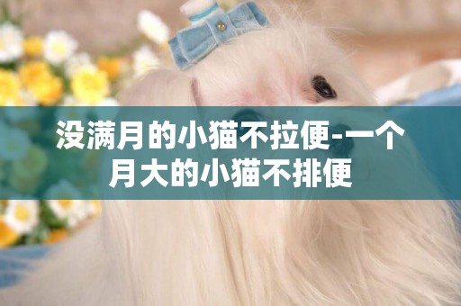 沒滿月的小貓不拉便-一個月大的小貓不排便