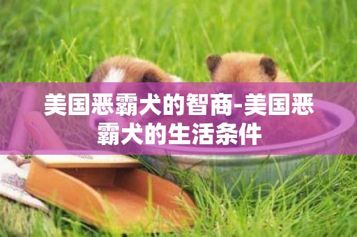 美國惡霸犬的智商-美國惡霸犬的生活條件