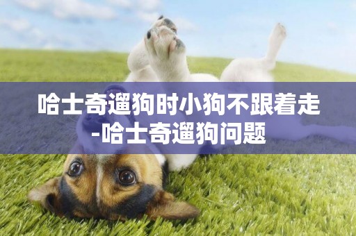 哈士奇遛狗時小狗不跟著走-哈士奇遛狗問題