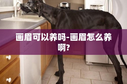 畫眉可以養嗎-畫眉怎么養啊?