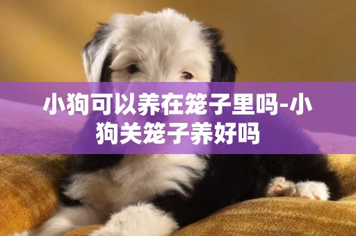 小狗可以養在籠子里嗎-小狗關籠子養好嗎