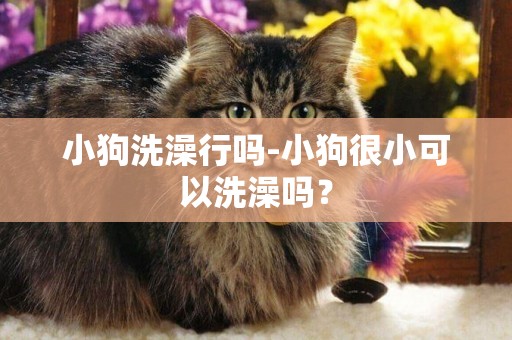 小狗洗澡行嗎-小狗很小可以洗澡嗎？