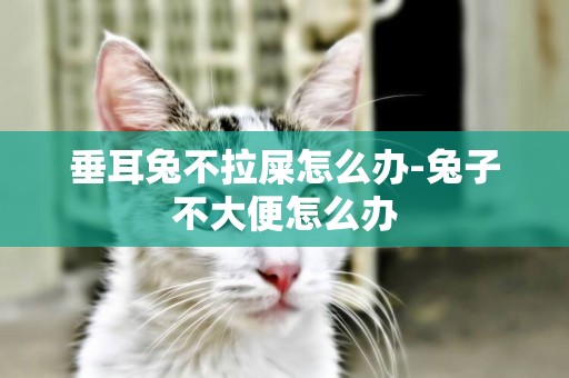 垂耳兔不拉屎怎么辦-兔子不大便怎么辦