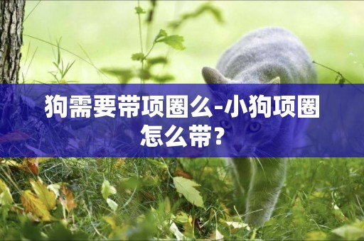 狗需要帶項圈么-小狗項圈怎么帶？