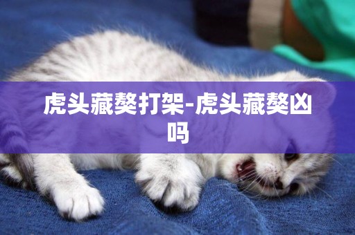 虎頭藏獒打架-虎頭藏獒兇嗎