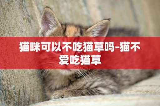 貓咪可以不吃貓草嗎-貓不愛吃貓草